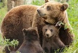 Браконьер убил медведицу с медвежатами в лесах Вологодчины
